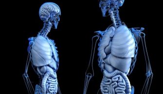 Tıp Teknolojisinin Gözdesi: Çip Organlar
