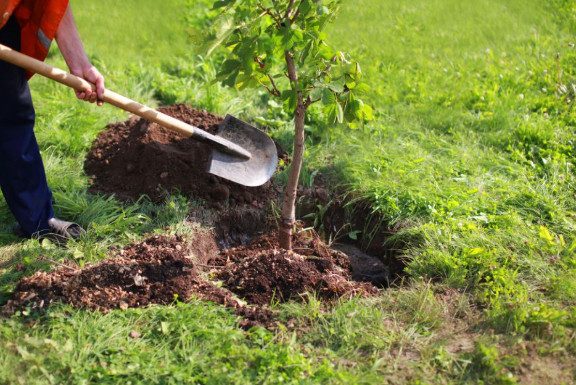 Baštovani tvrde da ovih 11 biljaka nikako ne treba saditi u dvorištu: Jednu skoro svaka kuća ima Baštovani tvrde da ovih 11 biljaka nikako ne treba saditi u dvorištu: Jednu skoro svaka kuća ima - featured image