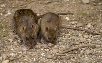 MIŠEVI I PACOVI OD OVOGA BEŽE GLAVOM BEZ OBZIRA! Svi IMATE U KUĆI, dovoljno je SAMO NA VRATA DA STAVITE I NESTAĆE MIŠEVI I PACOVI OD OVOGA BEŽE GLAVOM BEZ OBZIRA! Svi IMATE U KUĆI, dovoljno je SAMO NA VRATA DA STAVITE I NESTAĆE - featured image