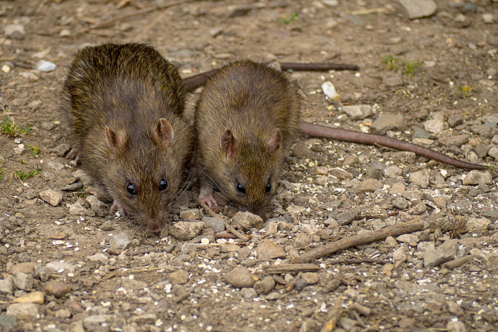 MIŠEVI I PACOVI OD OVOGA BEŽE GLAVOM BEZ OBZIRA! Svi IMATE U KUĆI, dovoljno je SAMO NA VRATA DA STAVITE I NESTAĆE - featured image MIŠEVI I PACOVI OD OVOGA BEŽE GLAVOM BEZ OBZIRA! Svi IMATE U KUĆI, dovoljno je SAMO NA VRATA DA STAVITE I NESTAĆE - featured image