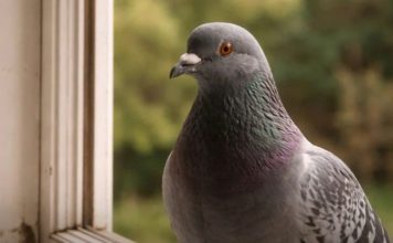 Narodno vjerovanje koje rijetko ko zna: Što znači kada vam ptica sleti na prozor ili pokuca na staklo Narodno vjerovanje koje rijetko ko zna: Što znači kada vam ptica sleti na prozor ili pokuca na staklo - featured image