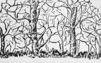 Prva životinja koju vidite na ilustraciji otkriće vam apsolutno sve o vašoj ličnosti i to bez greške Prva životinja koju vidite na ilustraciji otkriće vam apsolutno sve o vašoj ličnosti i to bez greške - featured image