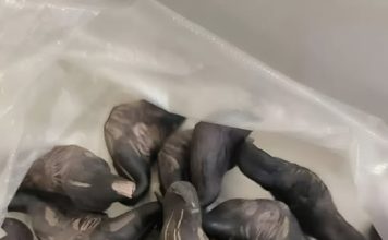 Strani susjedi su mi dali ovo i poželjeli mi „prijatno“, ali bilo je nešto tvrdo i uopće nije ličilo na hranu, više kao jaje. Strani susjedi su mi dali ovo i poželjeli mi „prijatno“, ali bilo je nešto tvrdo i uopće nije ličilo na hranu, više kao jaje. - featured image