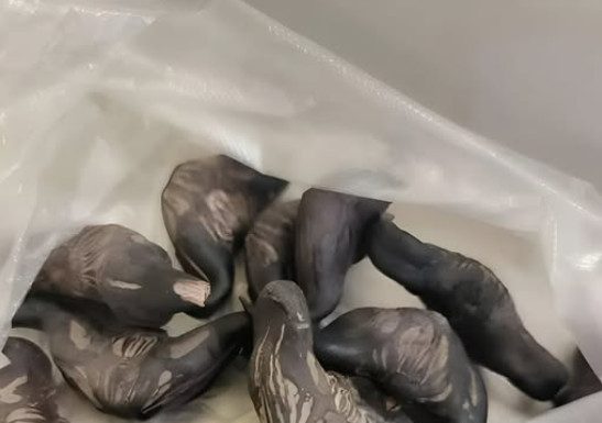 Strani susjedi su mi dali ovo i poželjeli mi „prijatno“, ali bilo je nešto tvrdo i uopće nije ličilo na hranu, više kao jaje. Strani susjedi su mi dali ovo i poželjeli mi „prijatno“, ali bilo je nešto tvrdo i uopće nije ličilo na hranu, više kao jaje. - featured image