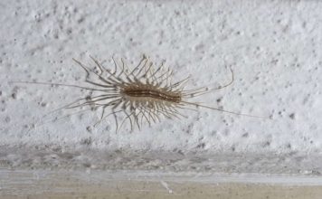 VEĆ SU SVUDA! AKO VIDITE 0VU BUBU NA ZIDU, NI SLUČAJN0 JE NE UBIJAJTE: Jezive su, ali ukazuju na jedan veliki problem koji imate u kući VEĆ SU SVUDA! AKO VIDITE 0VU BUBU NA ZIDU, NI SLUČAJN0 JE NE UBIJAJTE: Jezive su, ali ukazuju na jedan veliki problem koji imate u kući - featured image