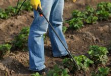 Ovaj SEOSKI TRIK ubija krompirove zlatice bolje od hemikalija : Samo to učinite i prestanite je tražiti na krompiru! Ovaj SEOSKI TRIK ubija krompirove zlatice bolje od hemikalija : Samo to učinite i prestanite je tražiti na krompiru! - featured image