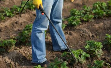 Ovaj SEOSKI TRIK ubija krompirove zlatice bolje od hemikalija : Samo to učinite i prestanite je tražiti na krompiru! Ovaj SEOSKI TRIK ubija krompirove zlatice bolje od hemikalija : Samo to učinite i prestanite je tražiti na krompiru! - featured image