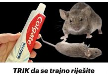 TRIK da se trajno riješite pacova i miševa u kući pomoću paste za zube: Neće se više približiti kući! TRIK da se trajno riješite pacova i miševa u kući pomoću paste za zube: Neće se više približiti kući! - featured image
