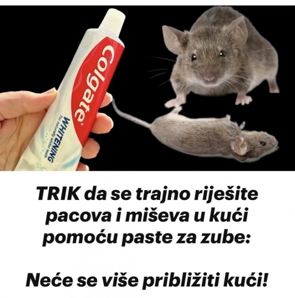 TRIK da se trajno riješite pacova i miševa u kući pomoću paste za zube: Neće se više približiti kući! - featured image