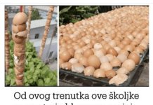 Od ovog trenutka ove školjke se smatraju blagom u mojoj bašti: Hvala komšija na ovom savjetu, KORISTIĆEŠ GA CIJELE SEZONE!