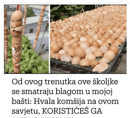 Od ovog trenutka ove školjke se smatraju blagom u mojoj bašti: Hvala komšija na ovom savjetu, KORISTIĆEŠ GA CIJELE SEZONE!