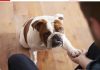 Pas često stavlja šapu na vas: EVO ŠTA TO ZNAČI, tvrdi veterinar Pas često stavlja šapu na vas: EVO ŠTA TO ZNAČI, tvrdi veterinar - featured image