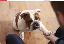 Pas često stavlja šapu na vas: EVO ŠTA TO ZNAČI, tvrdi veterinar Pas često stavlja šapu na vas: EVO ŠTA TO ZNAČI, tvrdi veterinar - featured image