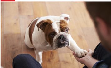 Pas često stavlja šapu na vas: EVO ŠTA TO ZNAČI, tvrdi veterinar Pas često stavlja šapu na vas: EVO ŠTA TO ZNAČI, tvrdi veterinar - featured image