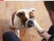 Pas često stavlja šapu na vas: EVO ŠTA TO ZNAČI, tvrdi veterinar Pas često stavlja šapu na vas: EVO ŠTA TO ZNAČI, tvrdi veterinar - featured image