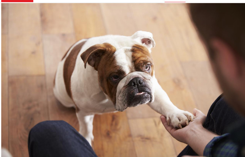 Pas često stavlja šapu na vas: EVO ŠTA TO ZNAČI, tvrdi veterinar - featured image Pas često stavlja šapu na vas: EVO ŠTA TO ZNAČI, tvrdi veterinar - featured image