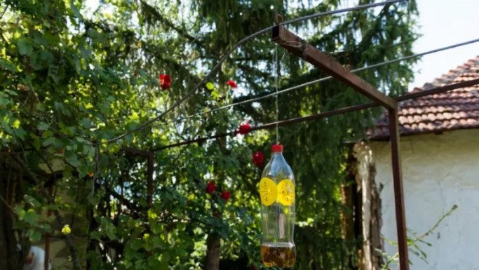 Poslije sat vremena više nećete vidjeti muhiu, ni komarca u blizini: SMUĆKAJTE IM POSLJEDNJU VEČERU Poslije sat vremena više nećete vidjeti muhiu, ni komarca u blizini: SMUĆKAJTE IM POSLJEDNJU VEČERU - featured image