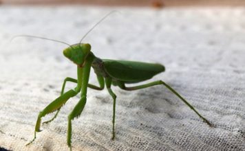 Ako vam ovaj insekt uđe u stan budite srećni: Kažu da s razlogom bira kuću, a poruka koju nosi je predivna Ako vam ovaj insekt uđe u stan budite srećni: Kažu da s razlogom bira kuću, a poruka koju nosi je predivna - featured image