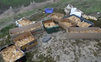 Tokom šetnje kroz šumu primetio sam čudne žute kuglice koje su ličile na pečurke — ono što su zapravo bile me je iznenadilo. Tokom šetnje kroz šumu primetio sam čudne žute kuglice koje su ličile na pečurke — ono što su zapravo bile me je iznenadilo. - featured image