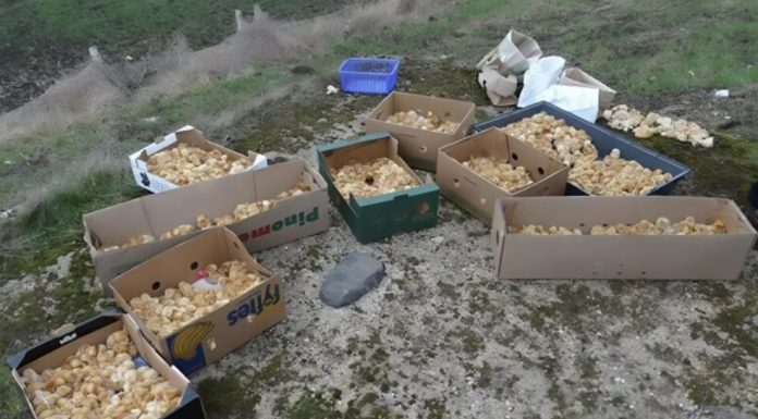 Tokom šetnje kroz šumu primetio sam čudne žute kuglice koje su ličile na pečurke — ono što su zapravo bile me je iznenadilo. Tokom šetnje kroz šumu primetio sam čudne žute kuglice koje su ličile na pečurke — ono što su zapravo bile me je iznenadilo. - featured image