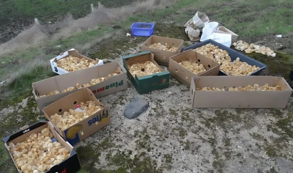 Tokom šetnje kroz šumu primetio sam čudne žute kuglice koje su ličile na pečurke — ono što su zapravo bile me je iznenadilo. - featured image